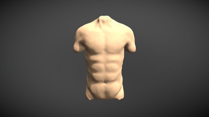 Male Torso Study 3D Model