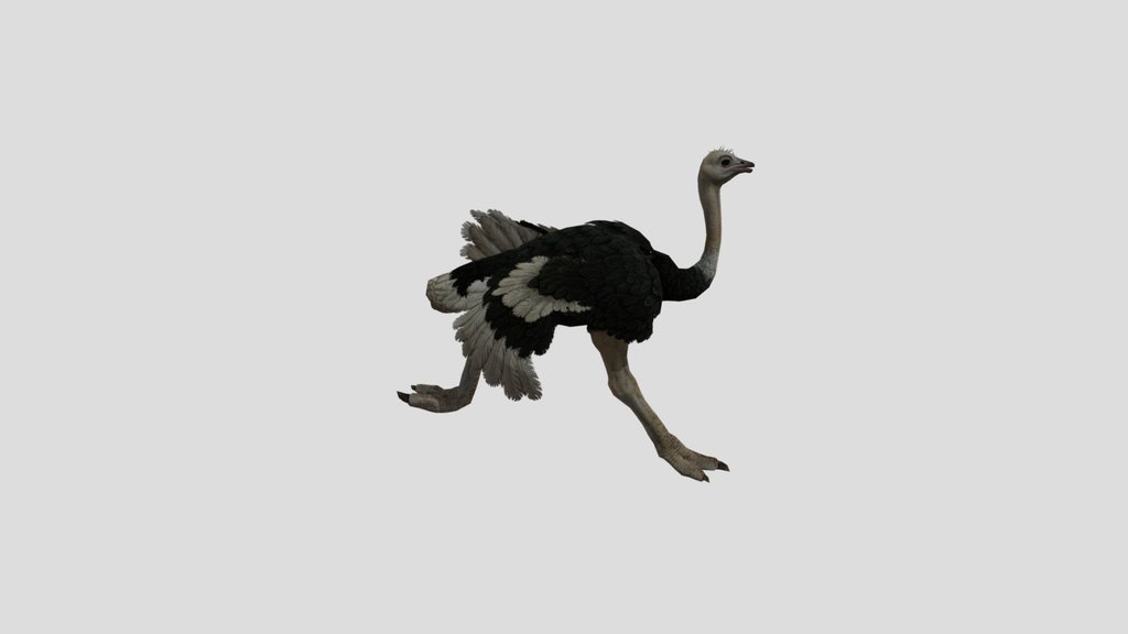 Ostrich