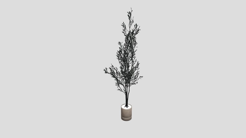 Indoor Plant Olive