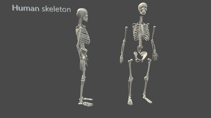 Skeleton-High Poly 3D Model