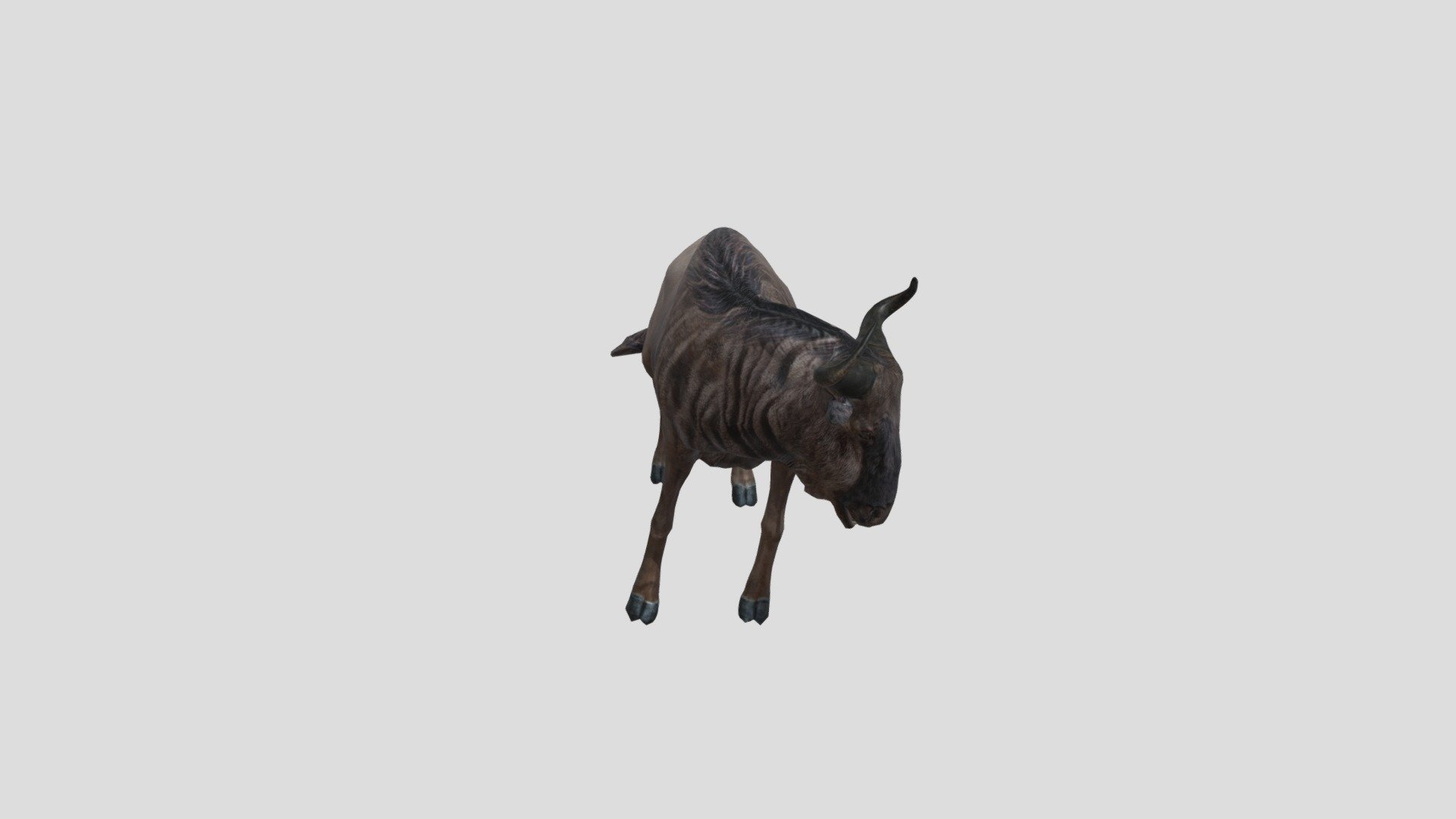 Wildebeest