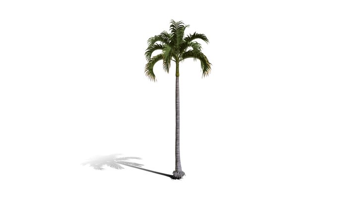 Realistic HD Christmas palm (5/35) 3D Model