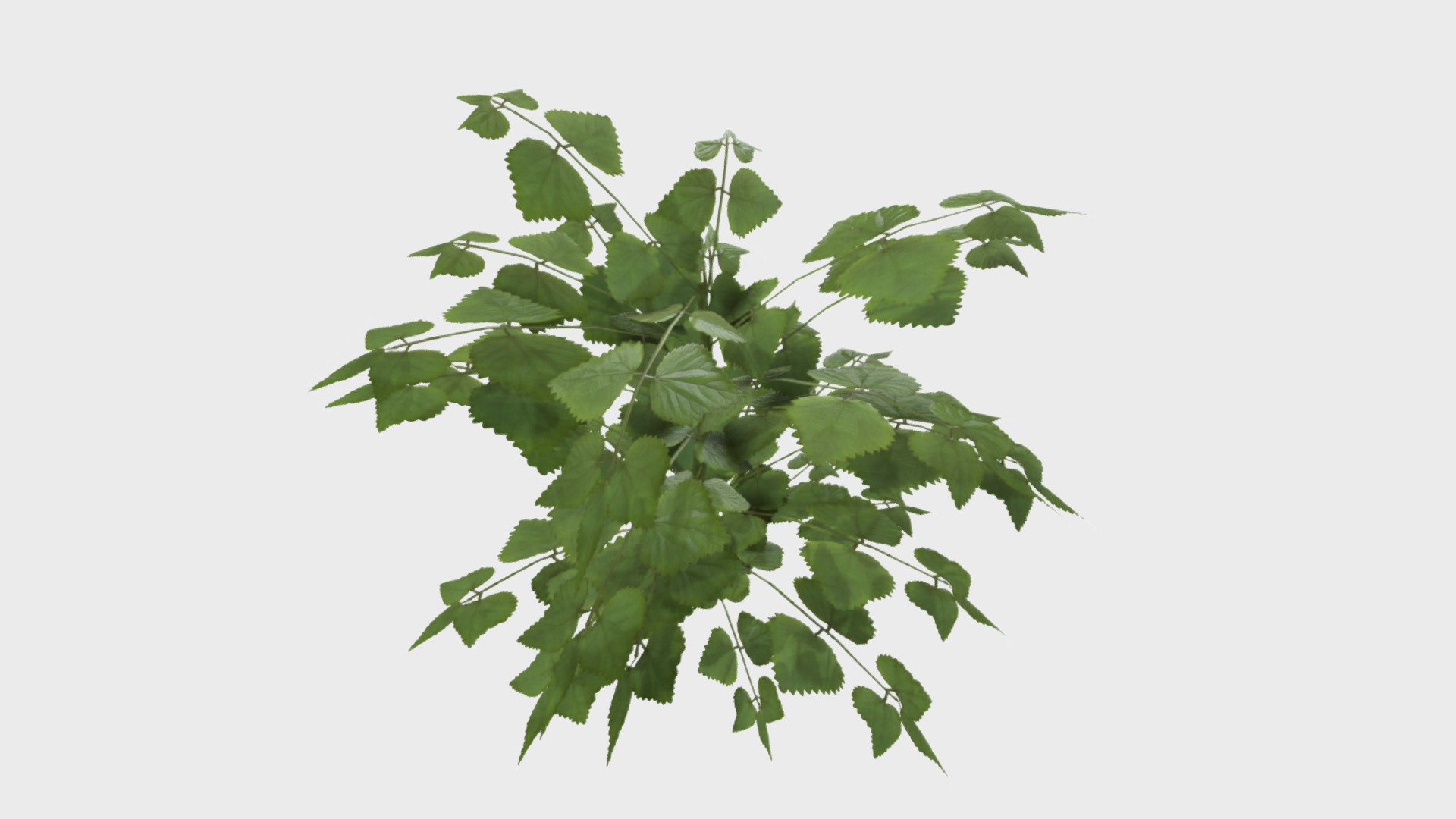 3D model Nettle - This is a 3D model of the Nettle. The 3D model is about a green leafy plant.