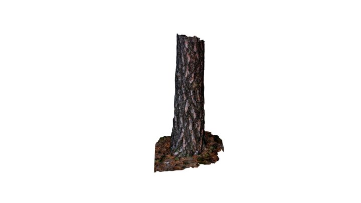 Tree 3D Model