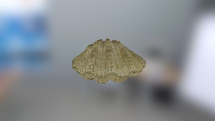 Pecten latissimus 3D Model