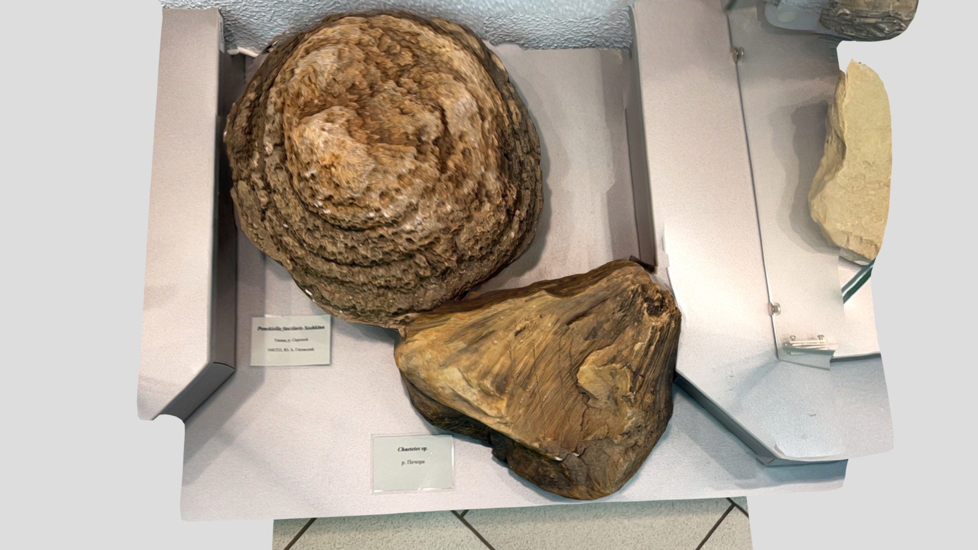 Chaetetida