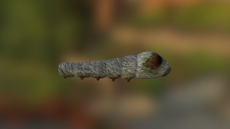 Bug 3D Model