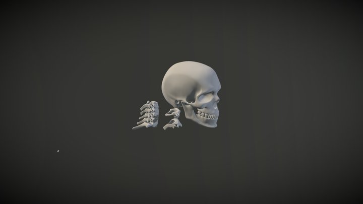 Skeleton-SkullC1C2-02-Simple 3D Model