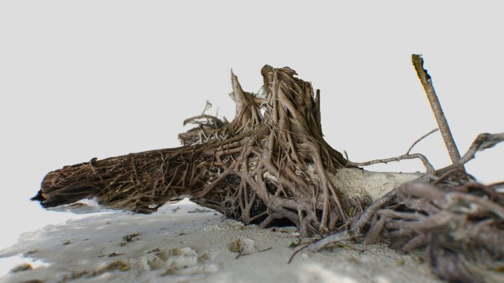 Beach tree scan 3D Model