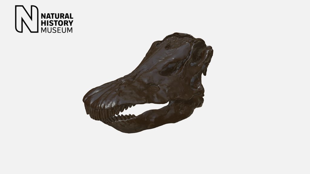 Dippy skull