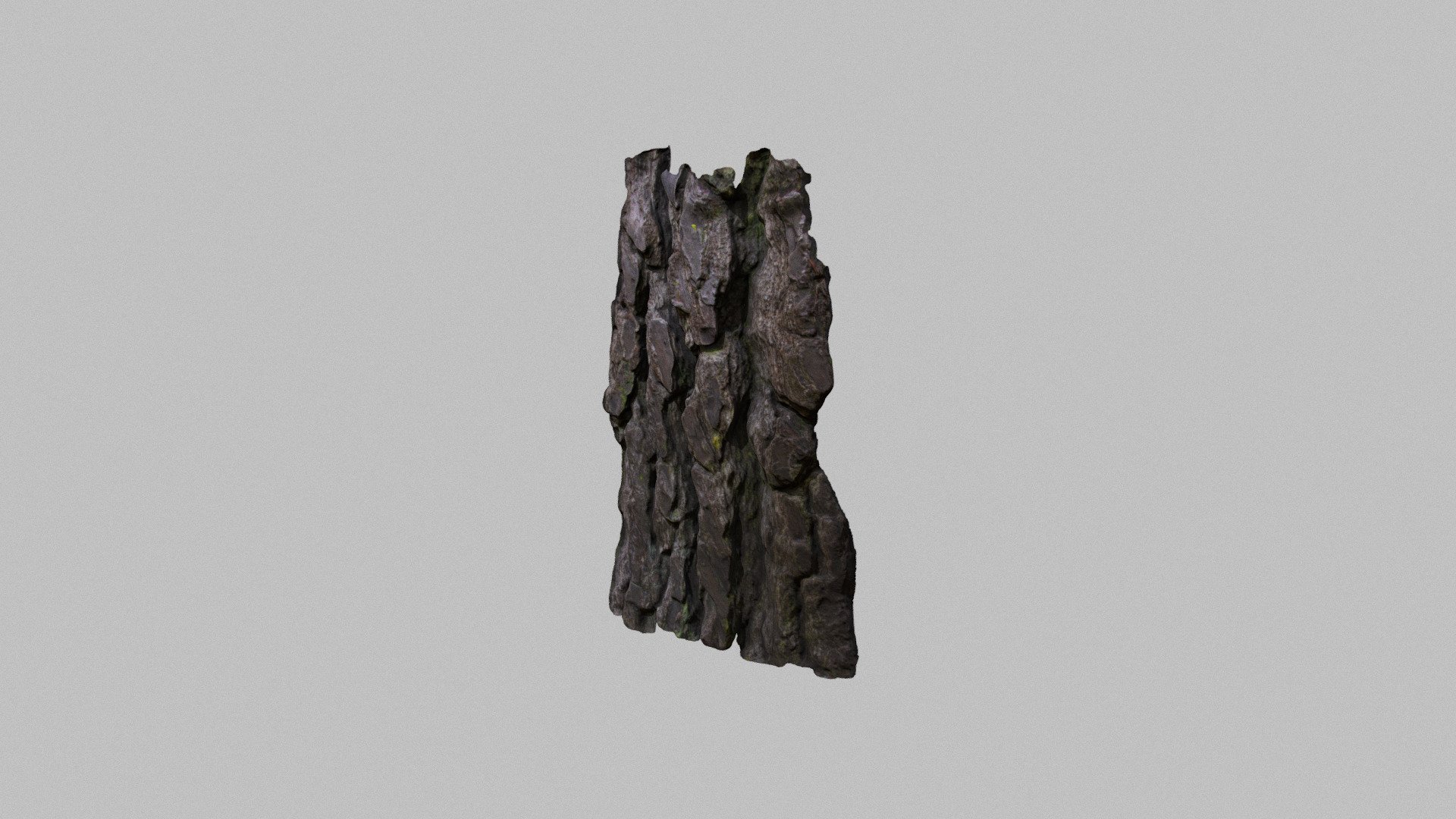 Tree Trunk Bark Piece