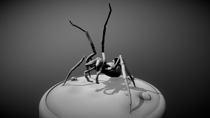 Spider Dysdera 3D Model