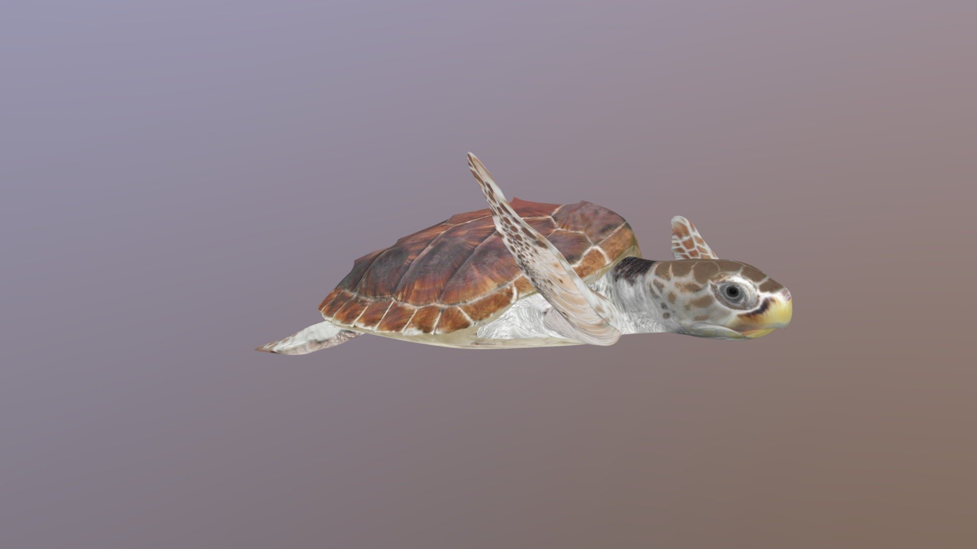 Loggerhead Turtle (Caretta Caretta)