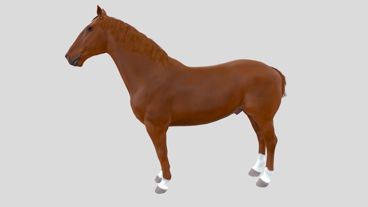 Chestnut Horse 3D Model