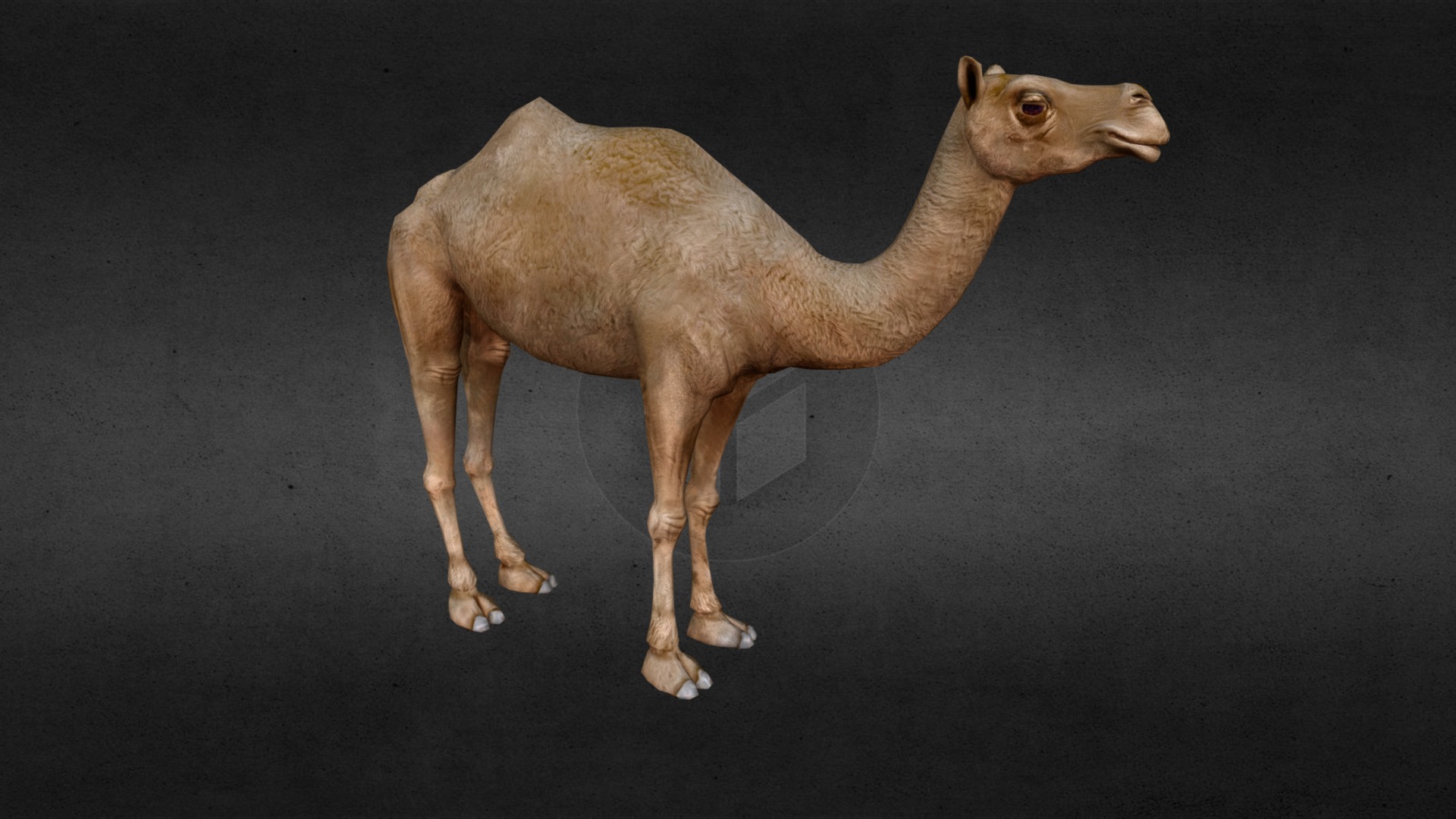3D model Camel - This is a 3D model of the Camel. The 3D model is about a brown animal with a long neck.