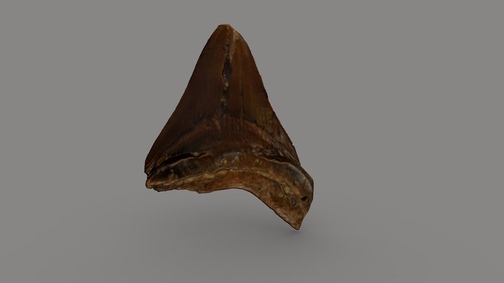 Megalodon Tooth 3D Model