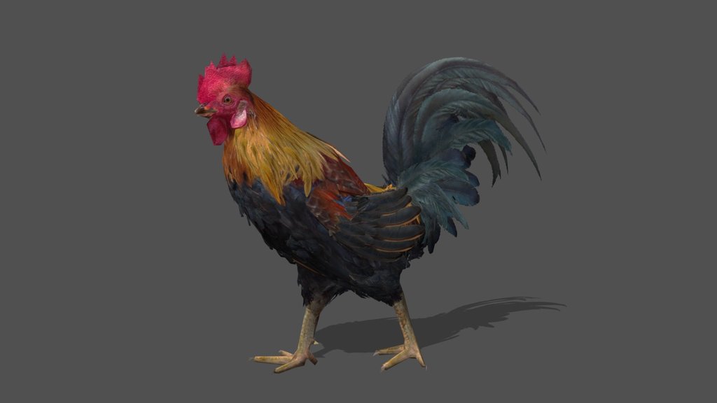 Animated Rooster – 3D Animal Model