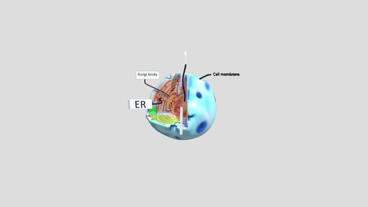 Cell 3D Model