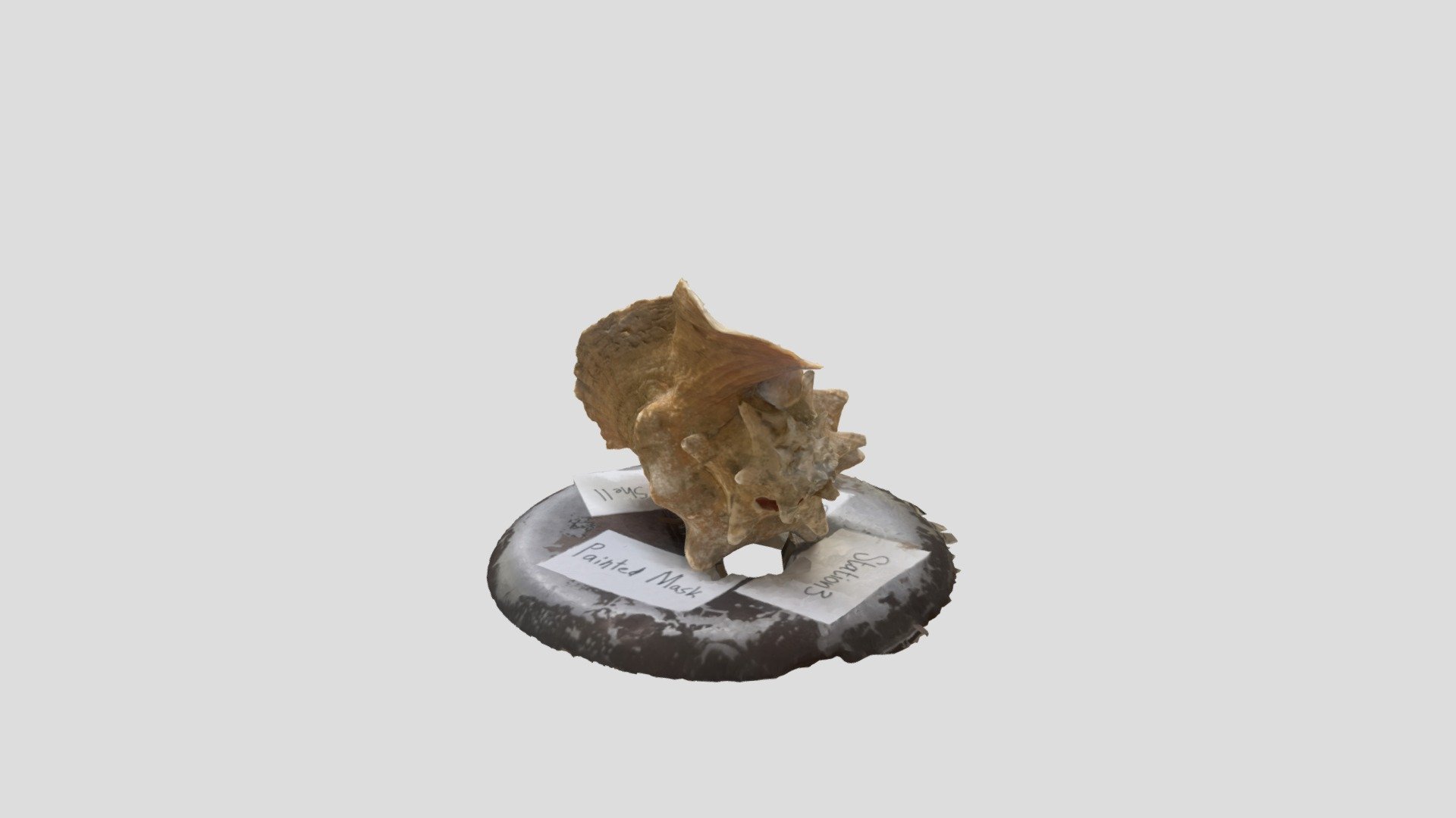 Conch Shell - Download Free 3D model by MikalynShay [f052ccc] - Sketchfab