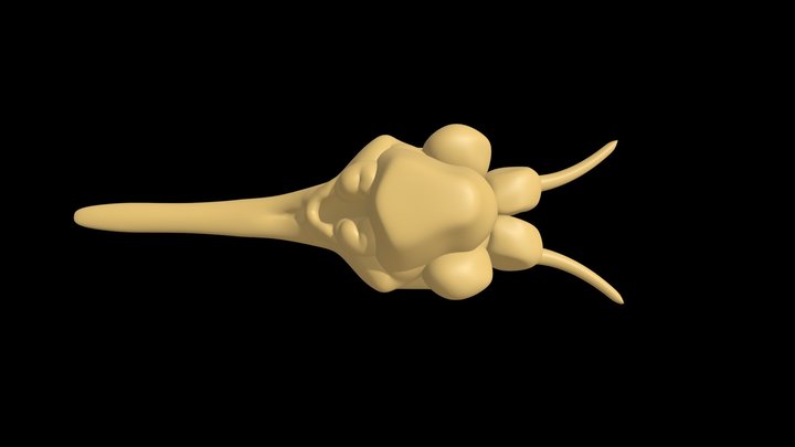The brain of a Doradidae fish 3D Model
