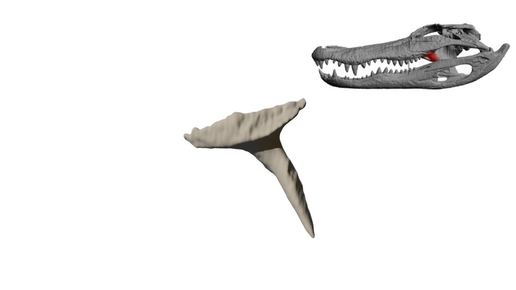 Alligator Ectopterygoid
