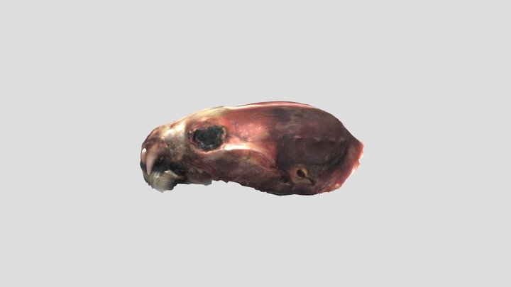 16 - Adult Female (see description below) 3D Model