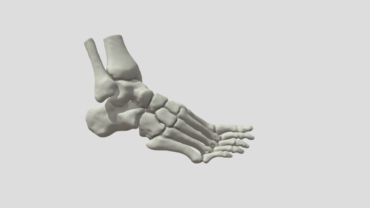 Huesos del pie – Modello 3D gratuito STL