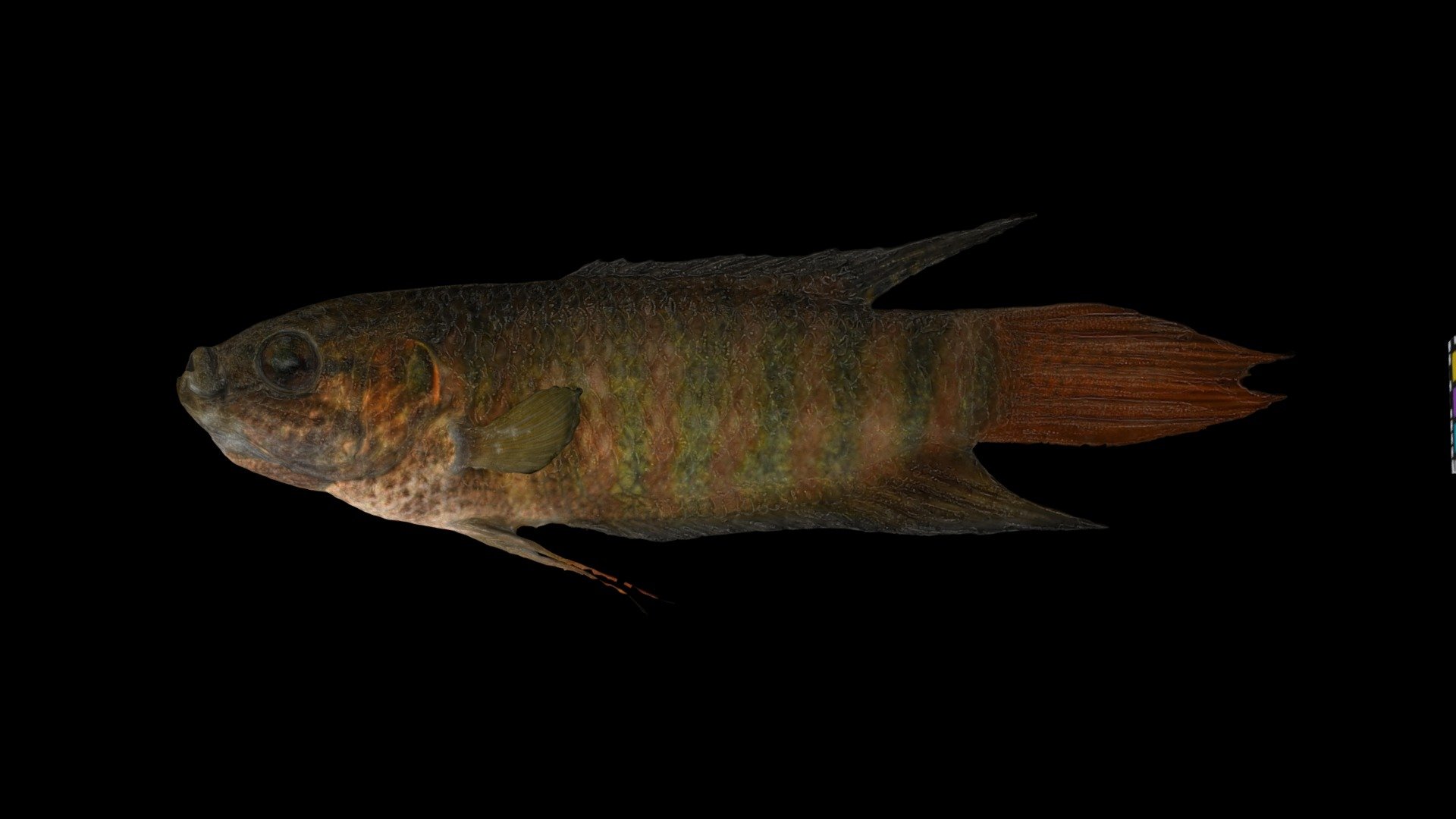 タイワンキンギョ  Paradise Fish, Macropodus opercularis