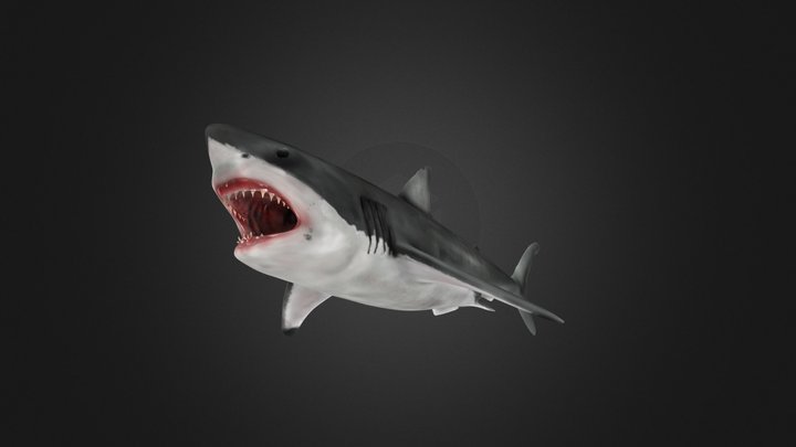 Shark 3D Model