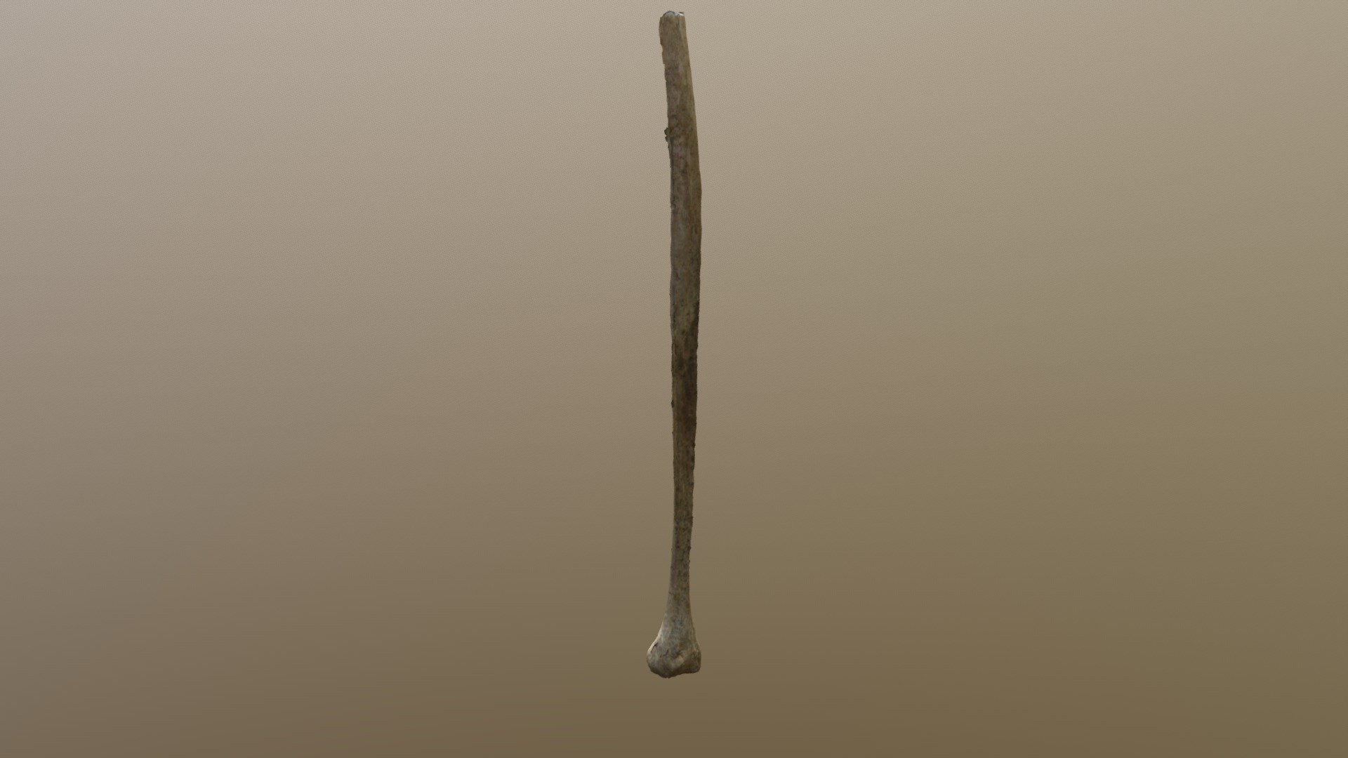 fibula left - 3D model by Josie (@Jwallace96) [f061e05] - Sketchfab