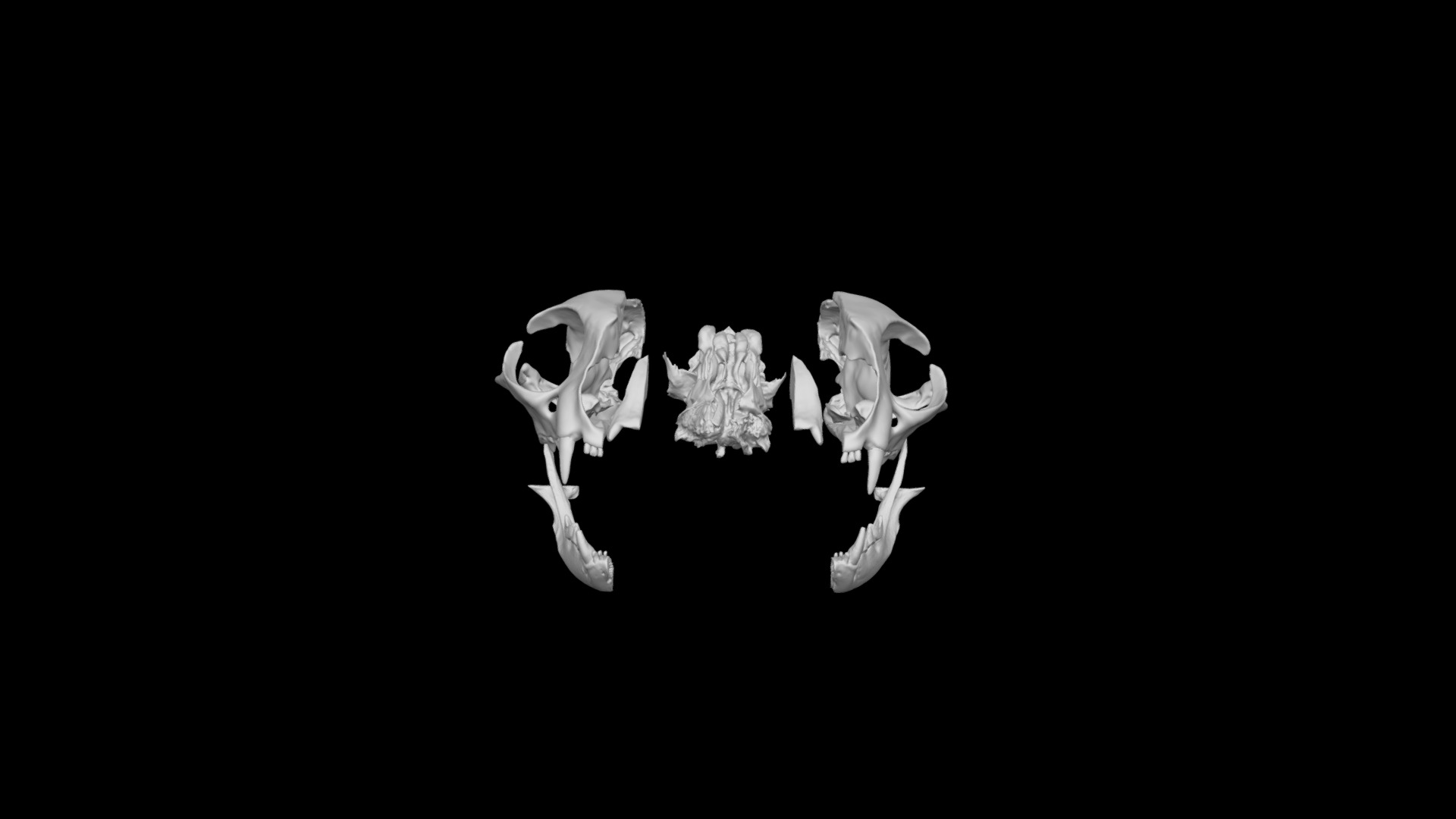 3D model Cat skull dearticulated exploded - This is a 3D model of the Cat skull dearticulated exploded. The 3D model is about a close-up of some bones.