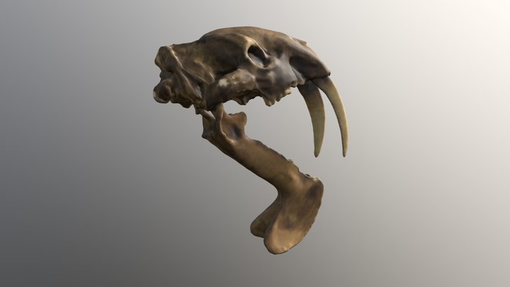 Thylacosmilus atrox Skull Cast (VCU_3D_4340) 3D Model
