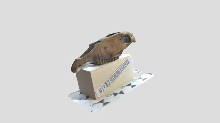 Lama 3D Model