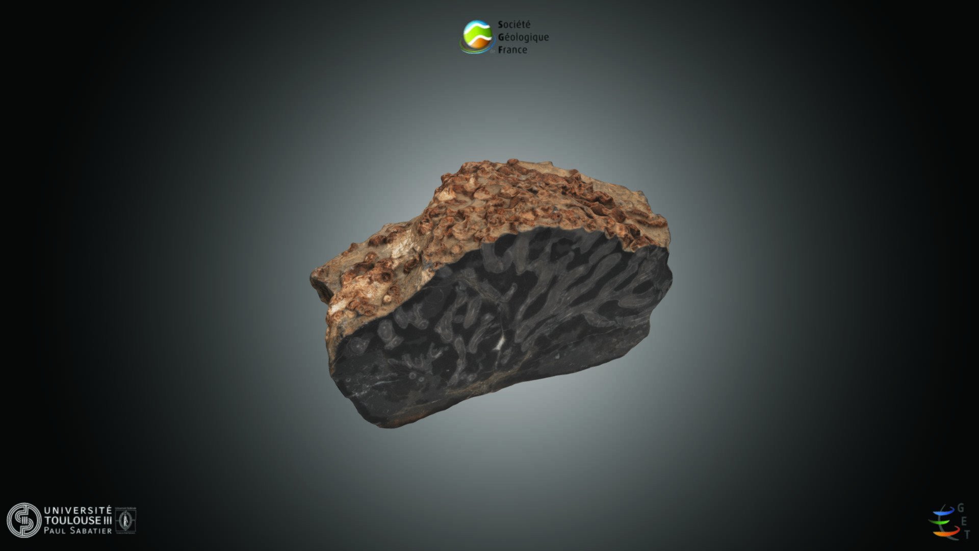Cnidaire - Corail rugeux colonial - Download Free 3D model by Société ...