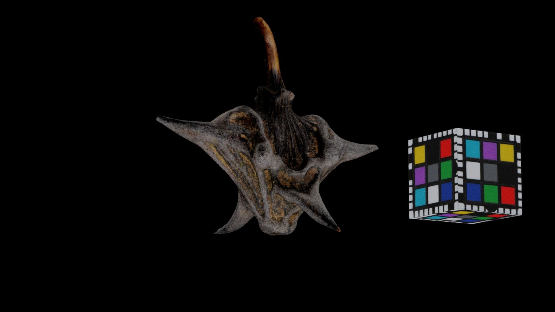 コオニビシ Water Caltrop, Trapa natans var. pumila