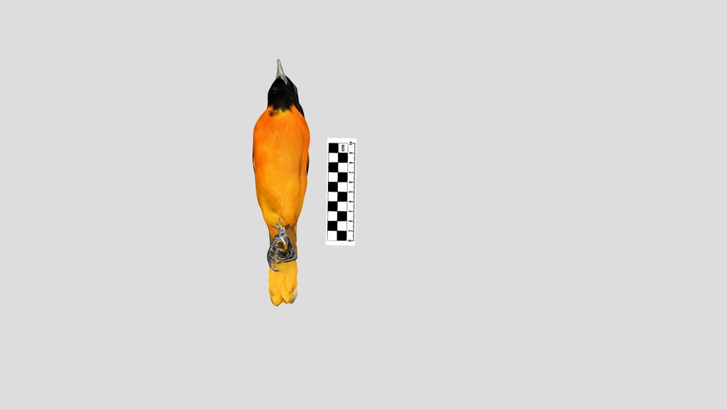Icteridae: Baltimore oriole