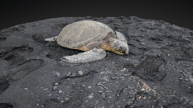 Sea Turtle 3D Model