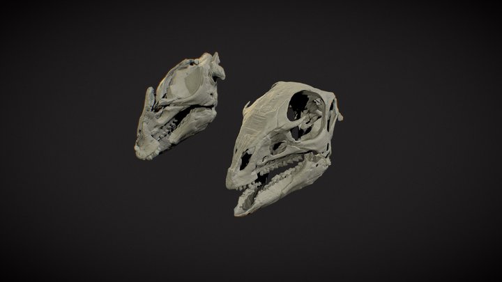 Hypsilophodon foxii 3D Model