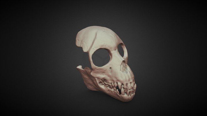 Proconsul Skull 3D Model