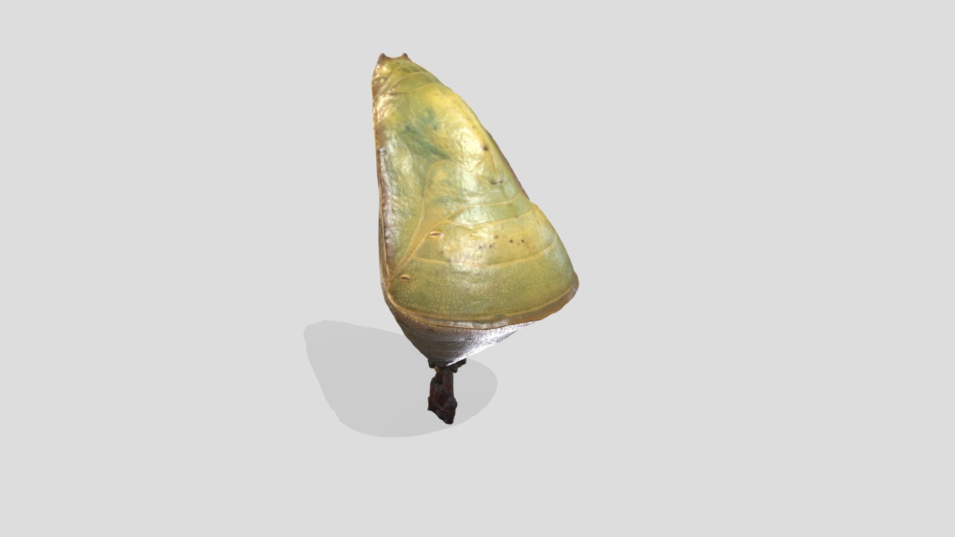 Pupa of Hypna clytemnestra