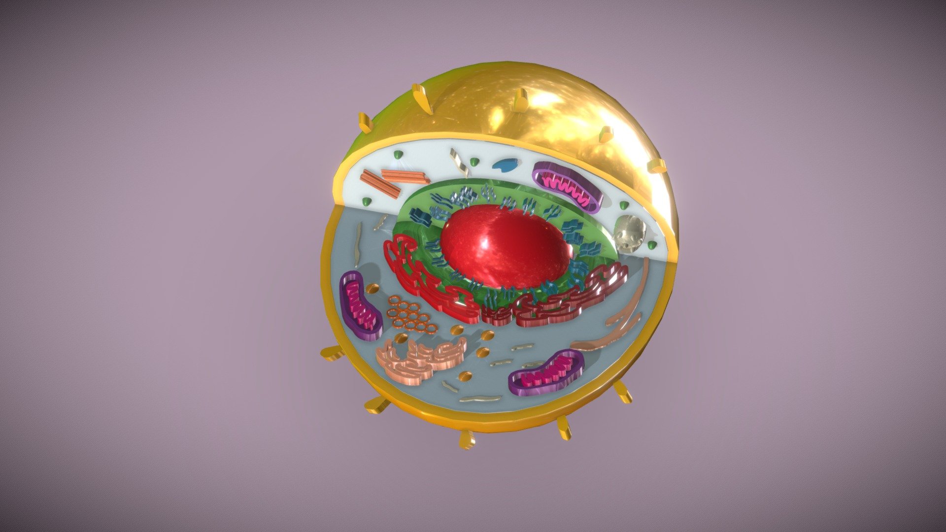 12STEM3 Group 2 Animal Cell Download Free 3D model by Anjelaine [f071c07] Sketchfab