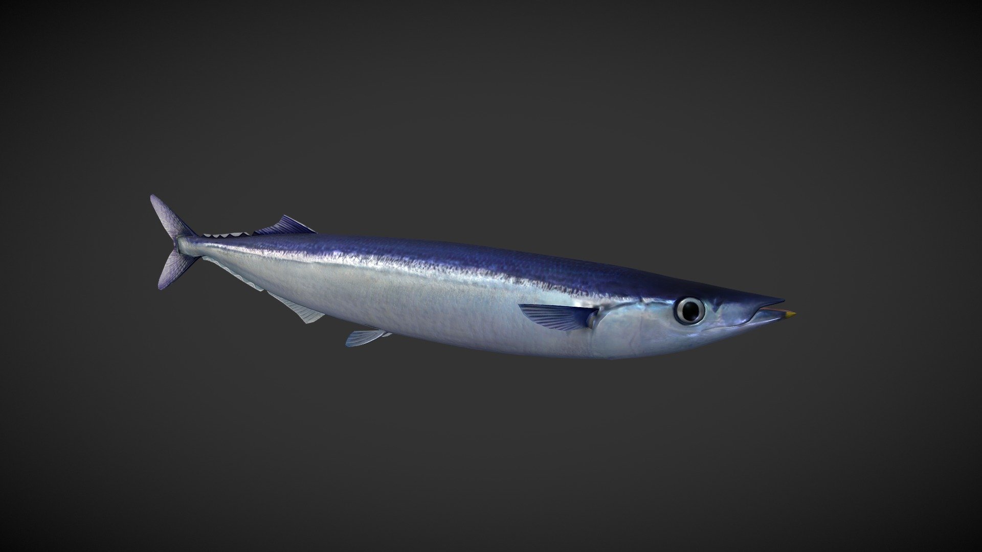 Mackerel