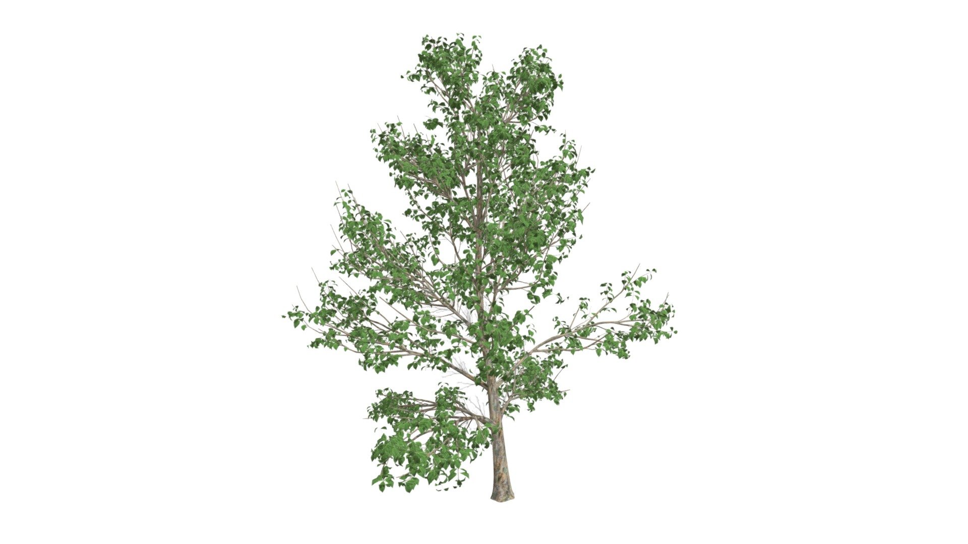 Korean Stewartia Tree #10 - Buy Royalty Free 3D model by meshshape ...