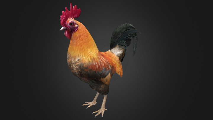 Cock 3D Model