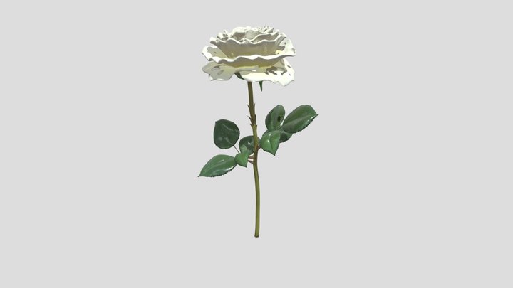 Solitary White Rose 3D Model
