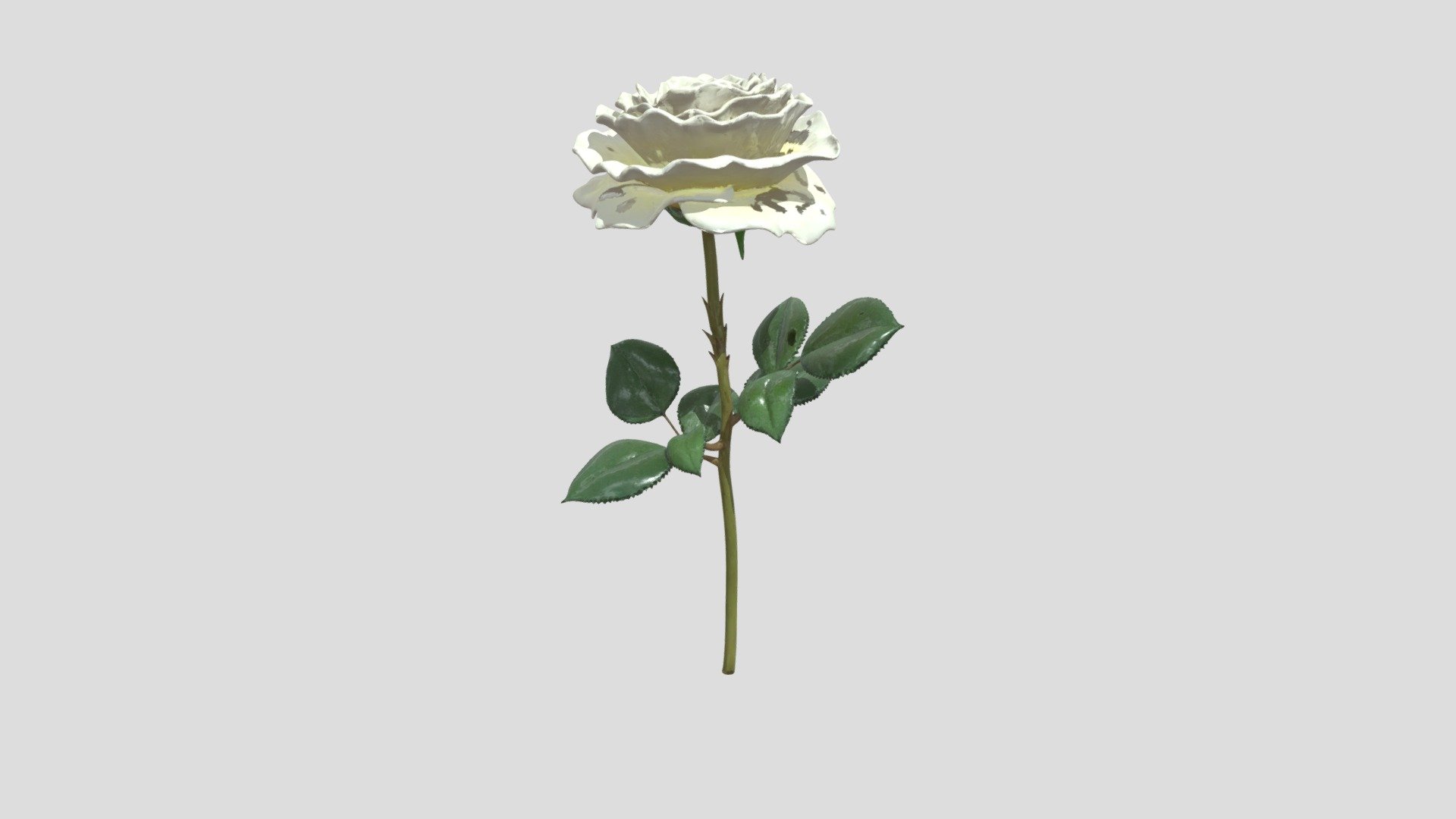 Solitary White Rose - 3D model by CamHea1987 [f07308f] - Sketchfab
