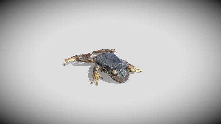 Rana curada deber 3 3D Model