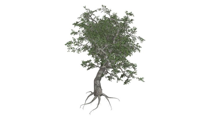 Japanese Maple Tree #04 3D Model