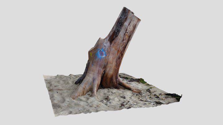 Tree stump on the shore – Kostenloses 3D-Modell STL