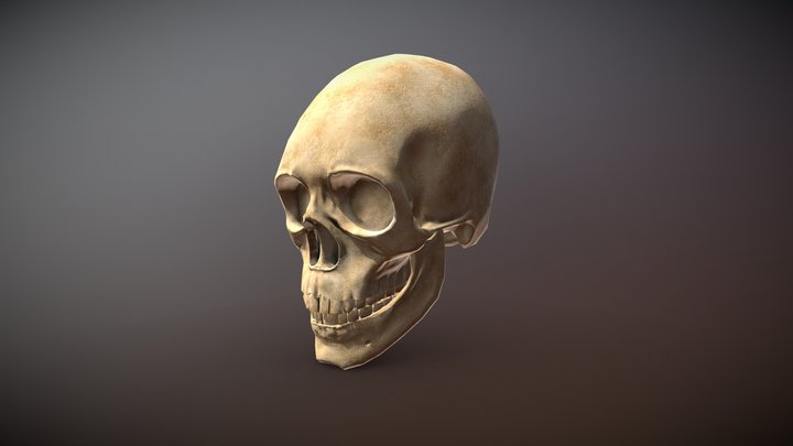 Human Skull - Low Poly 3D Model
